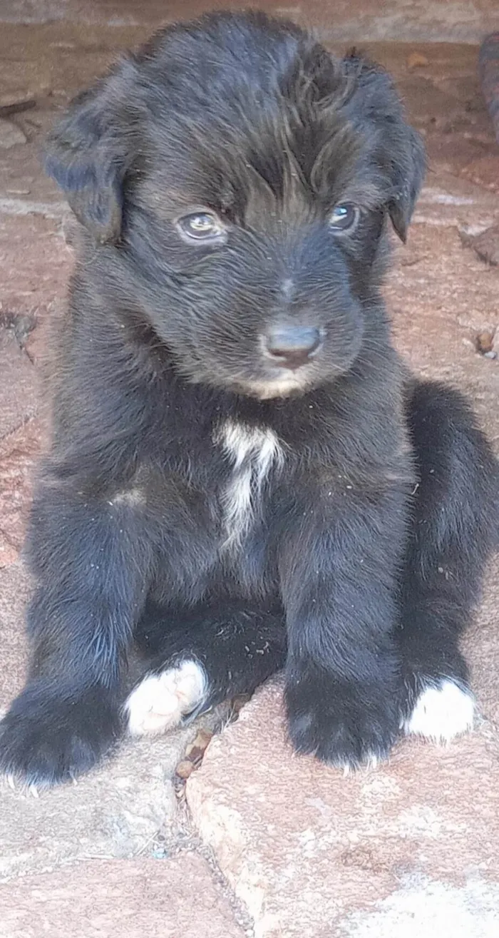 Cachorro ra a SRD-ViraLata idade Abaixo de 2 meses nome Sem nome