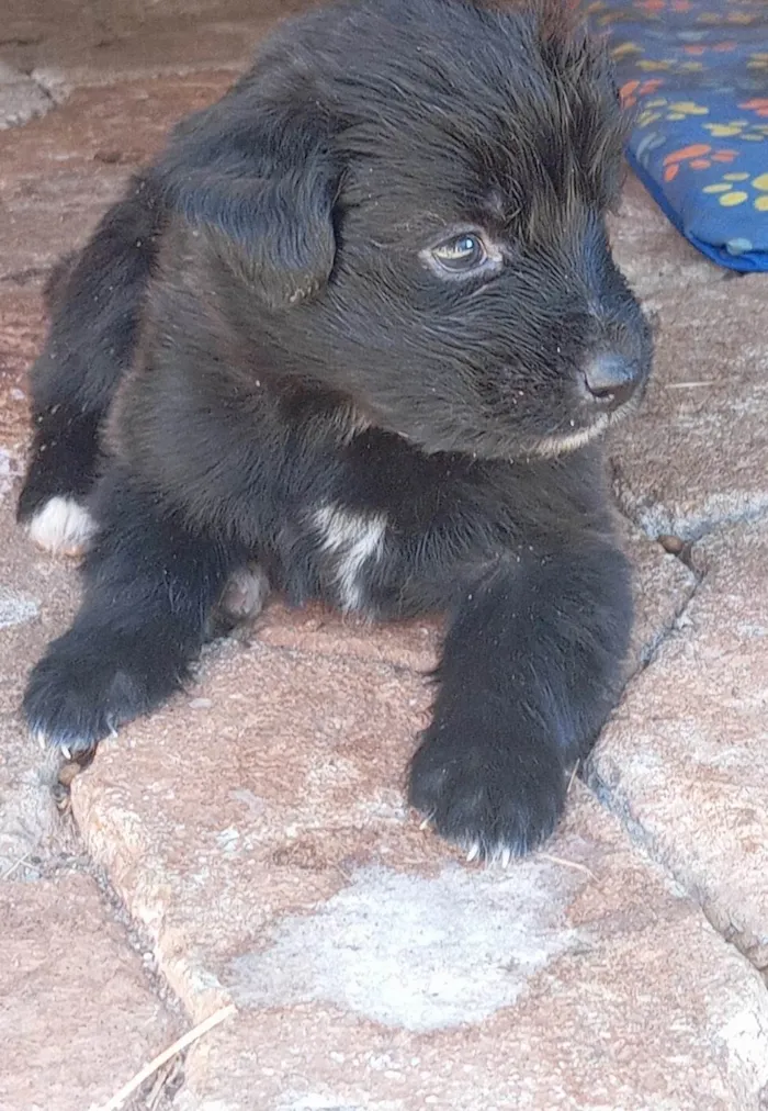 Cachorro ra a SRD-ViraLata idade Abaixo de 2 meses nome Sem nome