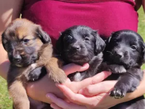Cachorro raça SRD-ViraLata idade Abaixo de 2 meses nome Sem nome