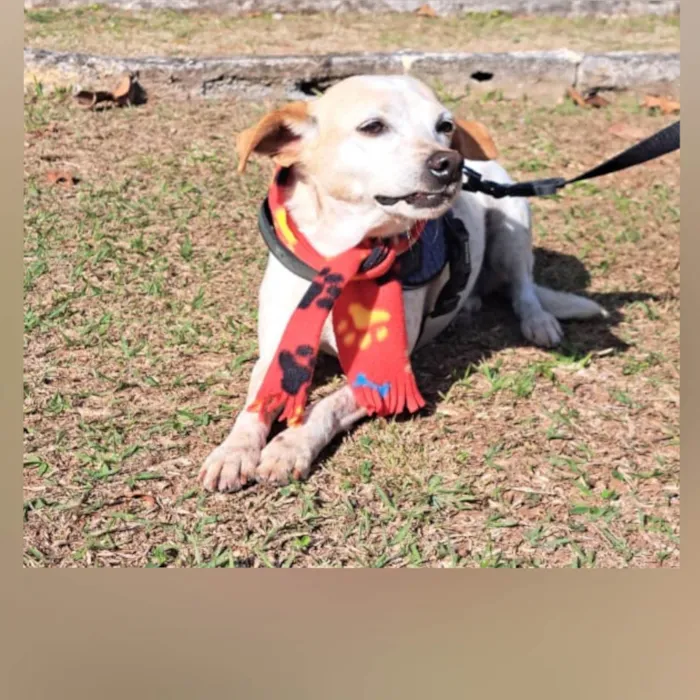 Cachorro ra a SRD-ViraLata idade 1 ano nome Bella