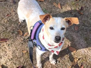 Cachorro raça SRD-ViraLata idade 1 ano nome Bella