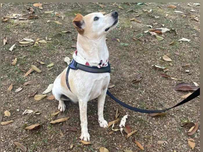 Cachorro ra a SRD-ViraLata idade 1 ano nome Bella