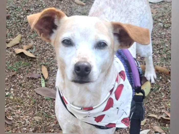 Cachorro ra a SRD-ViraLata idade 1 ano nome Bella