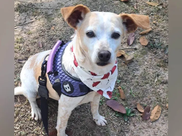 Cachorro ra a SRD-ViraLata idade 1 ano nome Bella