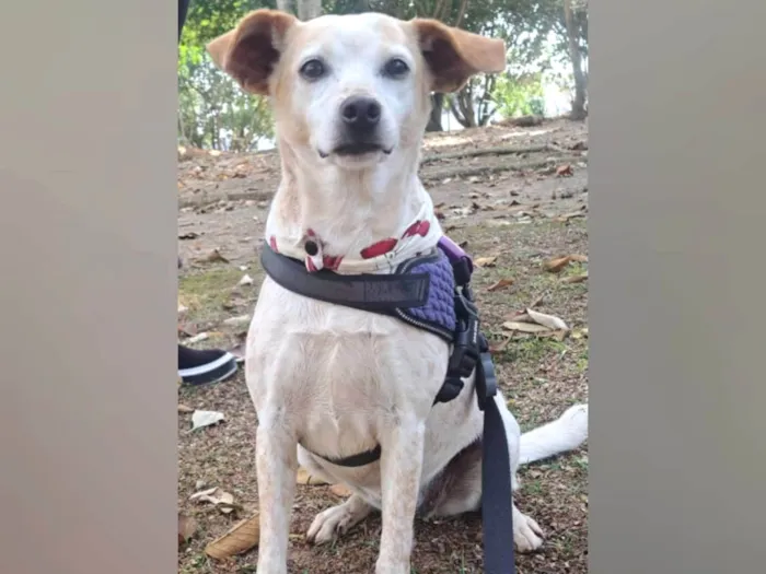 Cachorro ra a SRD-ViraLata idade 1 ano nome Bella