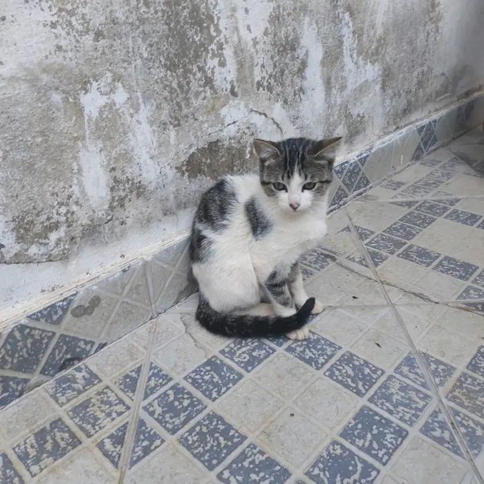 Gato ra a SRD-ViraLata idade 2 a 6 meses nome Ainda não tem um nome