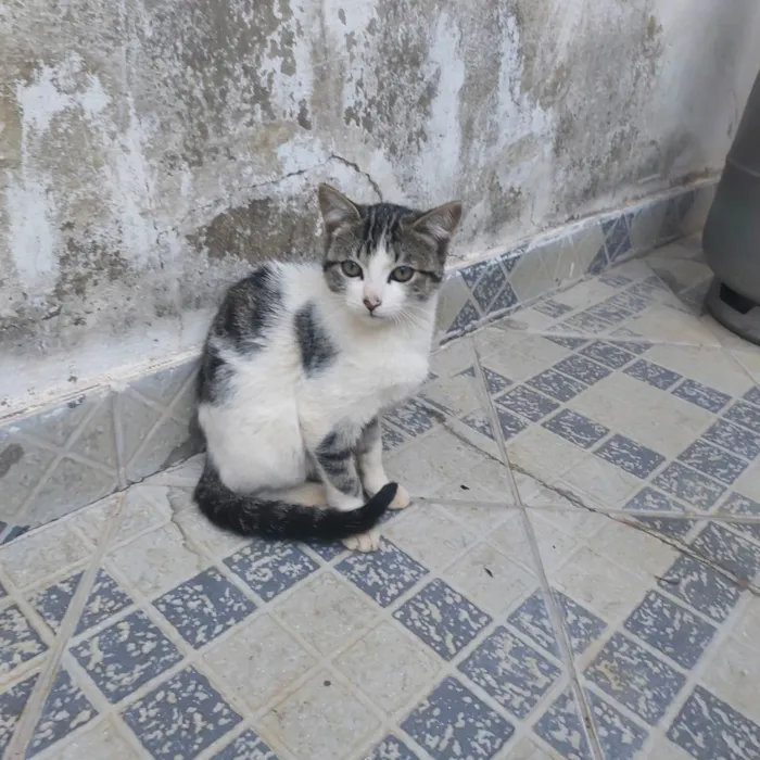 Gato ra a SRD-ViraLata idade 2 a 6 meses nome Ainda não tem um nome