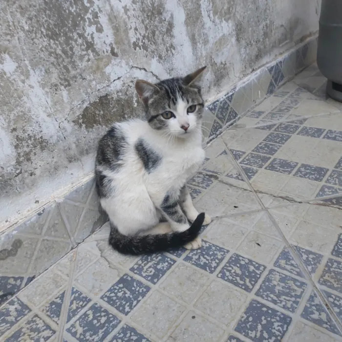 Gato ra a SRD-ViraLata idade 2 a 6 meses nome Ainda não tem um nome