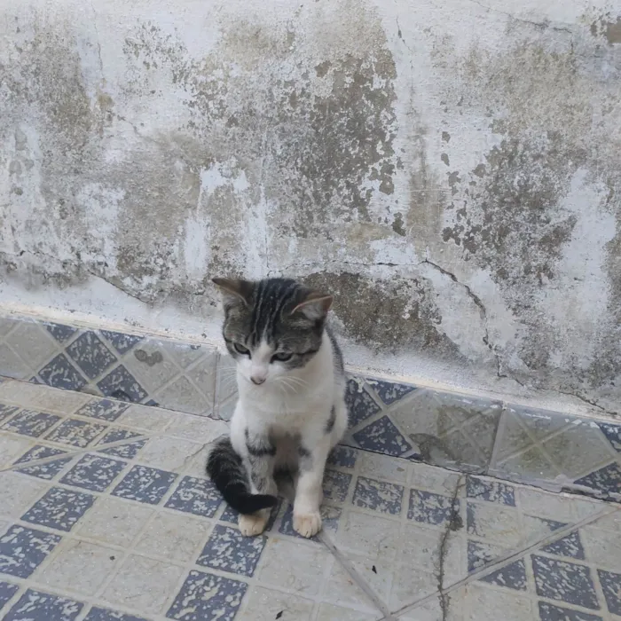 Gato ra a SRD-ViraLata idade 2 a 6 meses nome Ainda não tem um nome
