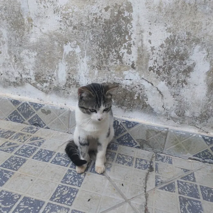 Gato ra a SRD-ViraLata idade 2 a 6 meses nome Ainda não tem um nome