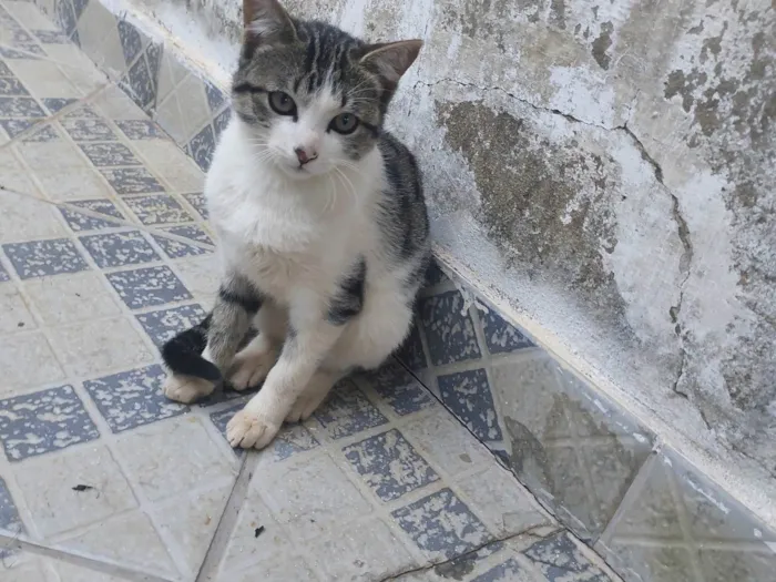 Gato ra a SRD-ViraLata idade 2 a 6 meses nome Ainda não tem um nome