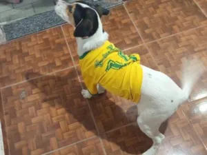 Cachorro raça Labrador idade 2 a 6 meses nome Fred 