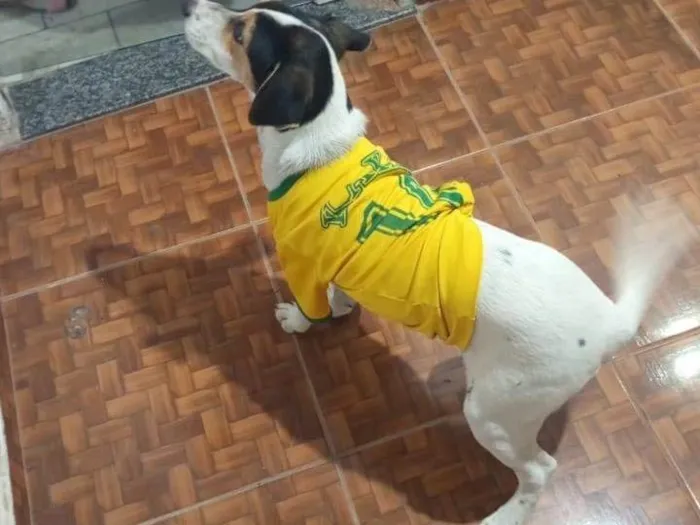 Cachorro ra a Labrador idade 2 a 6 meses nome Fred 