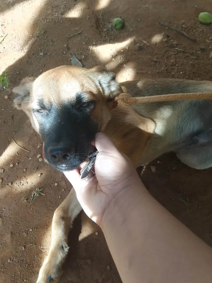 Cachorro ra a SRD-ViraLata idade 2 a 6 meses nome Choi