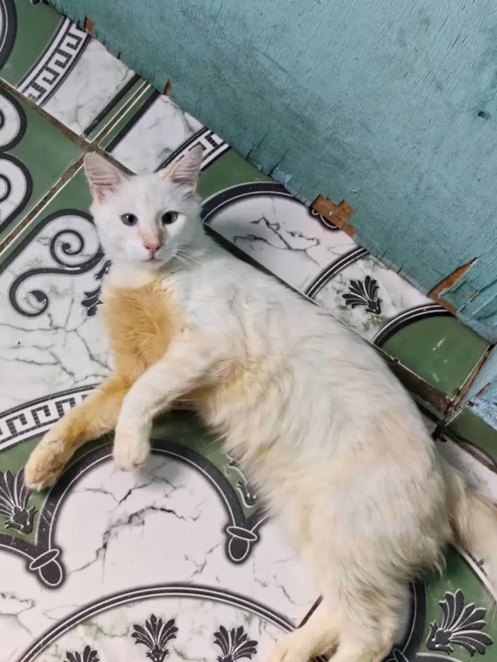 Gato ra a SRD-ViraLata idade 2 a 6 meses nome Yuri