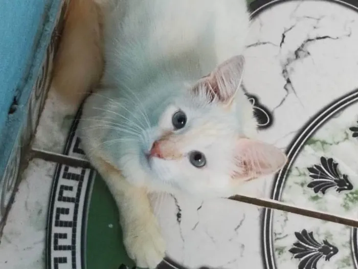 Gato ra a SRD-ViraLata idade 2 a 6 meses nome Yuri