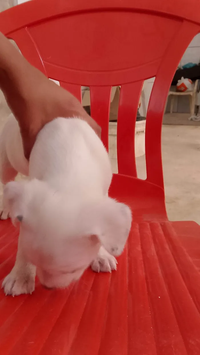 Cachorro ra a SRD-ViraLata idade Abaixo de 2 meses nome Cocada, beijinho, brigadeiro 