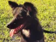 Koda 