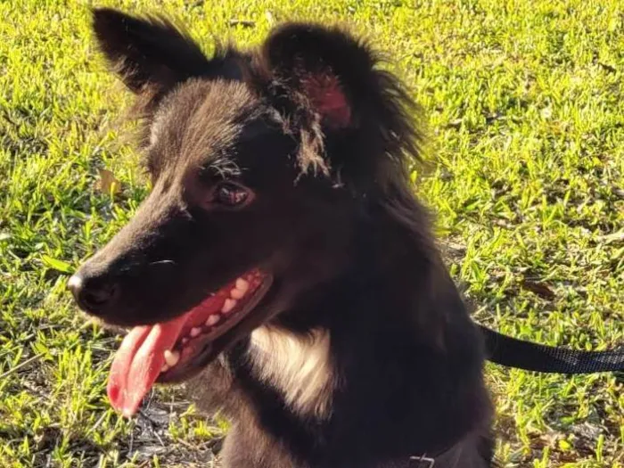 Cachorro ra a SRD-ViraLata idade 1 ano nome Koda 