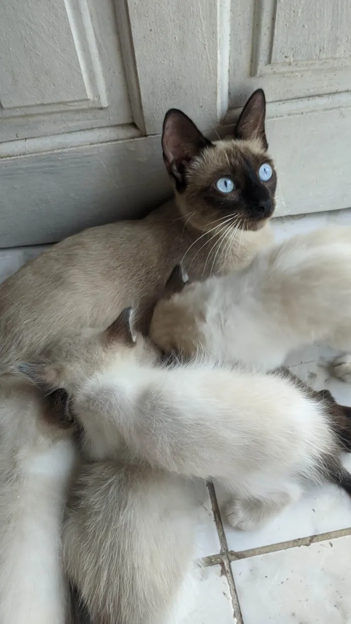 Gato ra a Siamês idade Abaixo de 2 meses nome Ana