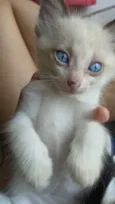 Ana
