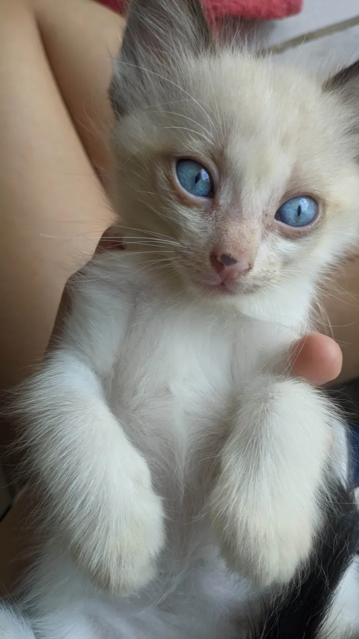 Gato ra a Siamês idade Abaixo de 2 meses nome Ana