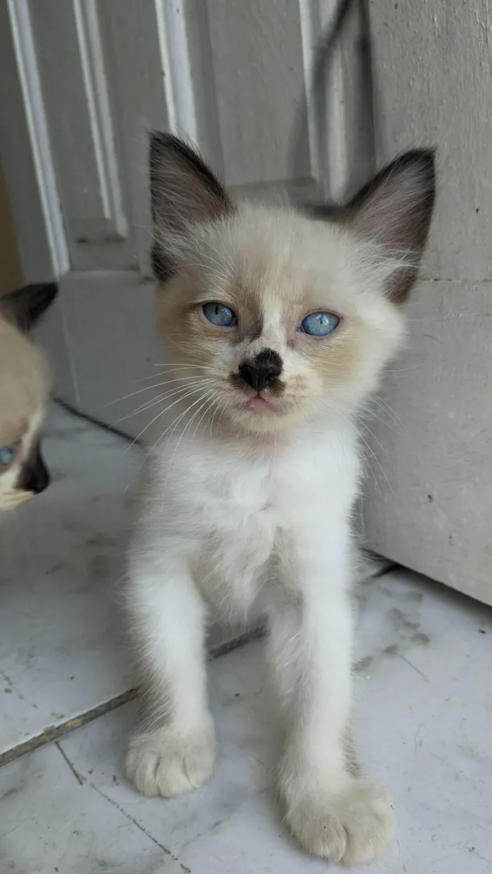 Gato ra a Siamês idade Abaixo de 2 meses nome Ana