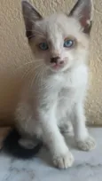 Ana