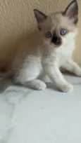 Ana