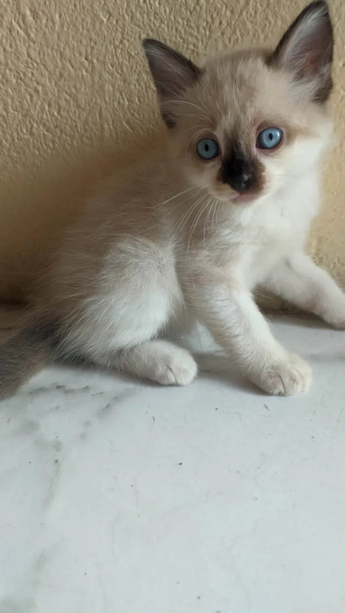 Gato ra a Siamês idade Abaixo de 2 meses nome Ana