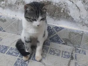 Gato raça SRD-ViraLata idade 2 a 6 meses nome Ainda não tem um nome