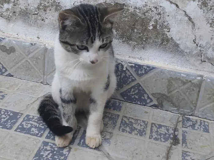 Gato ra a SRD-ViraLata idade 2 a 6 meses nome Ainda não tem um nome
