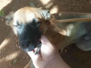 Cachorro raça SRD-ViraLata idade 2 a 6 meses nome Choi