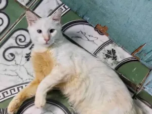 Gato raça SRD-ViraLata idade 2 a 6 meses nome Yuri