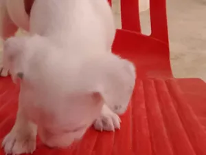Cachorro raça SRD-ViraLata idade Abaixo de 2 meses nome Cocada, beijinho, brigadeiro 