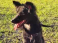 Koda 