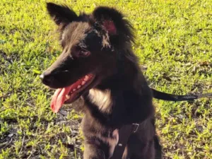 Cachorro raça SRD-ViraLata idade 1 ano nome Koda 