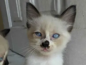 Gato raça Siamês idade Abaixo de 2 meses nome Ana
