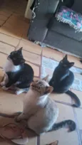 Frajola, will, e branquinho 
