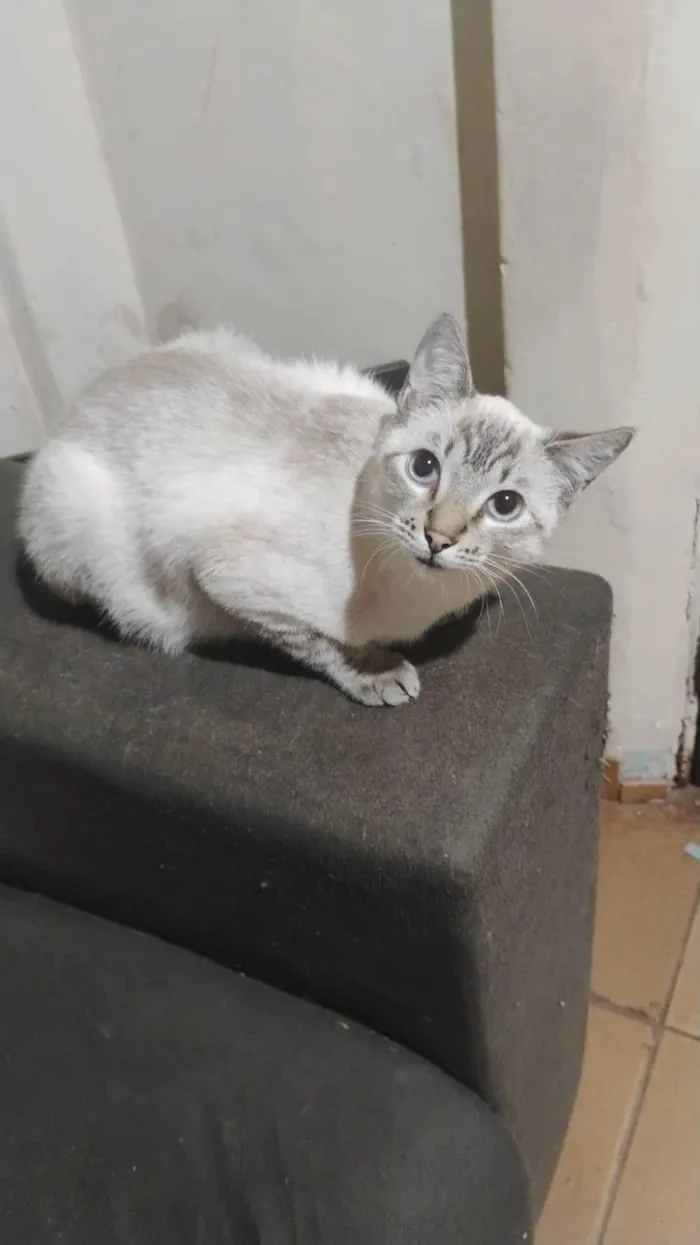 Gato ra a SRD-ViraLata idade 2 a 6 meses nome Frajola, will, e branquinho 