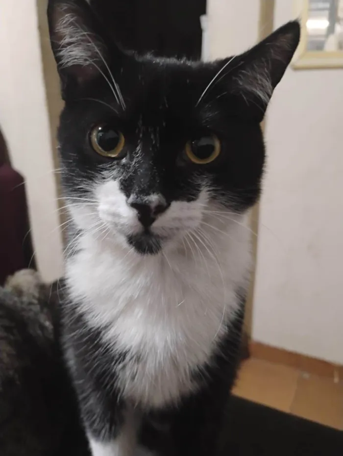 Gato ra a SRD-ViraLata idade 2 a 6 meses nome Frajola, will, e branquinho 