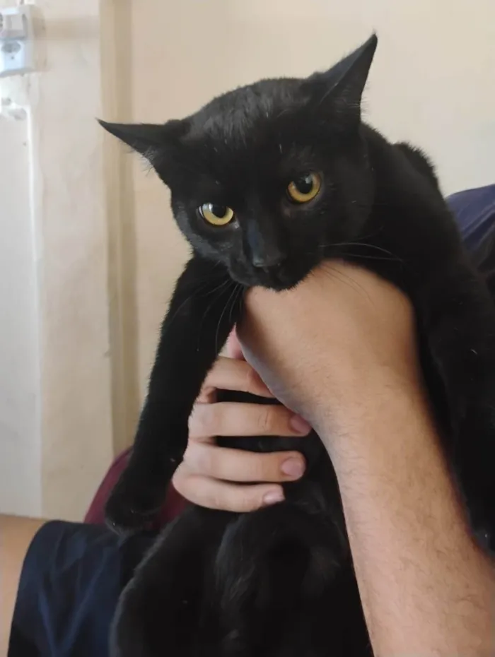 Gato ra a SRD-ViraLata idade 2 a 6 meses nome Frajola, will, e branquinho 