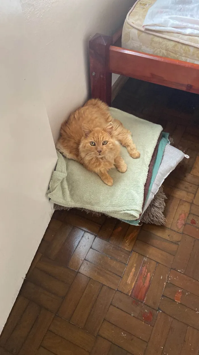 Cachorro ra a SRD-ViraLata idade 4 anos nome Charlote
