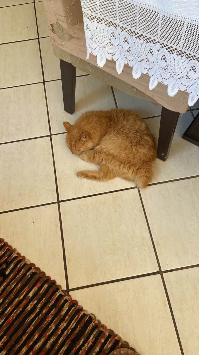 Cachorro ra a SRD-ViraLata idade 4 anos nome Charlote