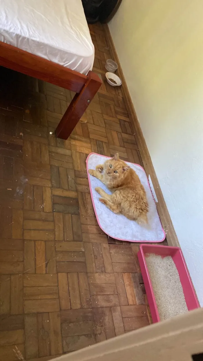 Cachorro ra a SRD-ViraLata idade 4 anos nome Charlote