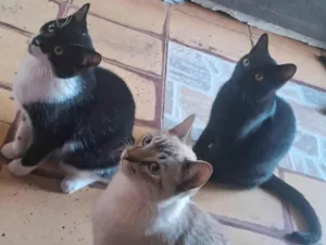 Gato raça SRD-ViraLata idade 2 a 6 meses nome Frajola, will, e branquinho 