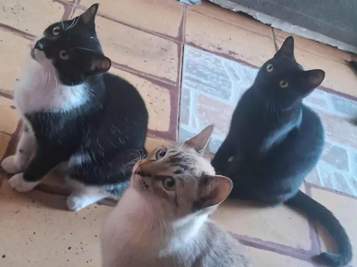 Gato ra a SRD-ViraLata idade 2 a 6 meses nome Frajola, will, e branquinho 