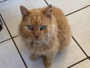 Cachorro raça SRD-ViraLata idade 4 anos nome Charlote