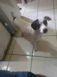 Bambi