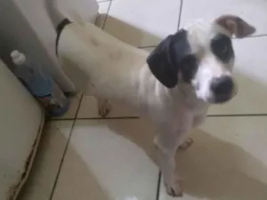 Cachorro raça Yorkshire idade 2 anos nome Bambi